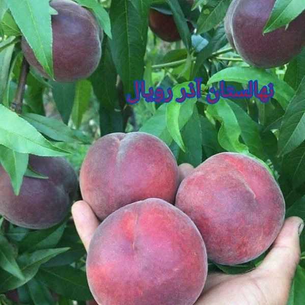 نهالستان