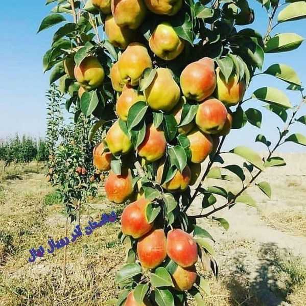 نهالستان