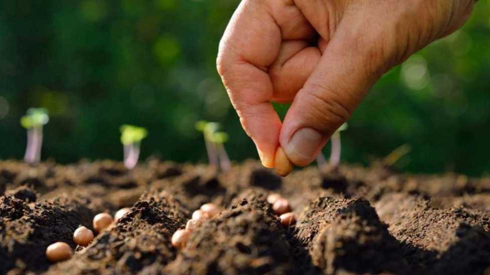Seedling production and stale greenhouse in Shiraz
