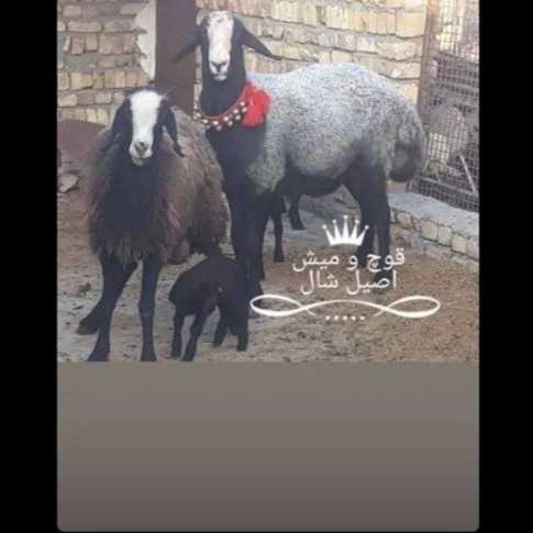 دامپروری رضاخانی