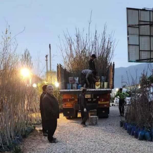 بارگیری محصولات