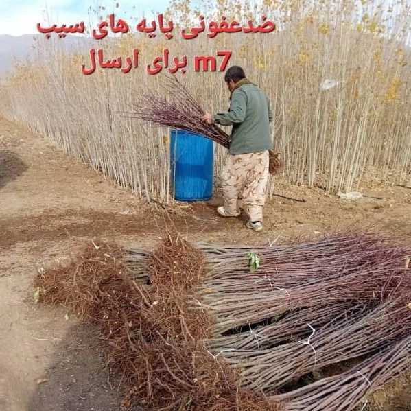 انواع نهال یاسین