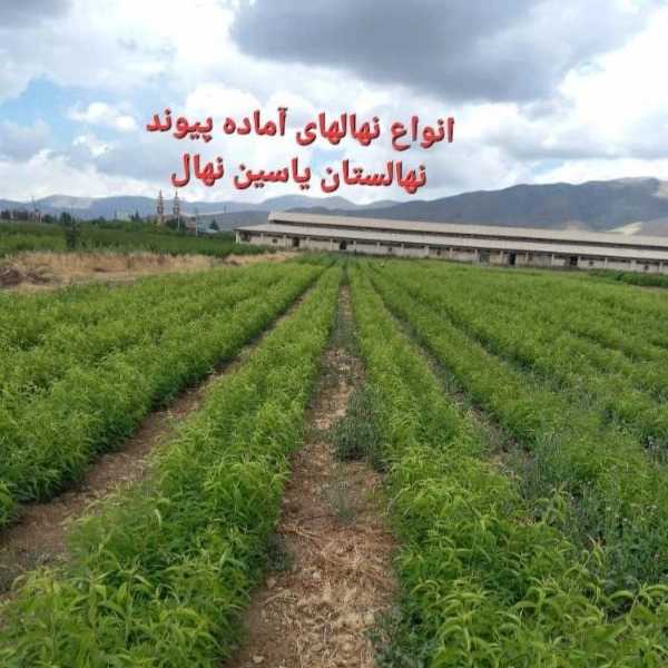 انواع نهال یاسین