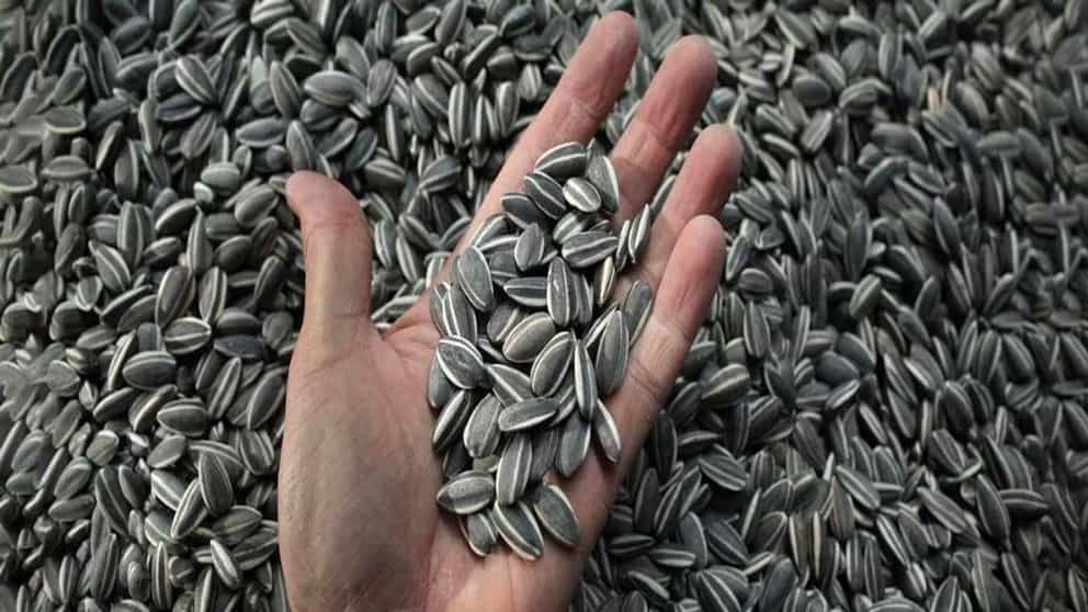 The unique properties of sunflower seeds
