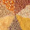 Wholesale sale of Caspian grain livestock and poultry feed in Tehran