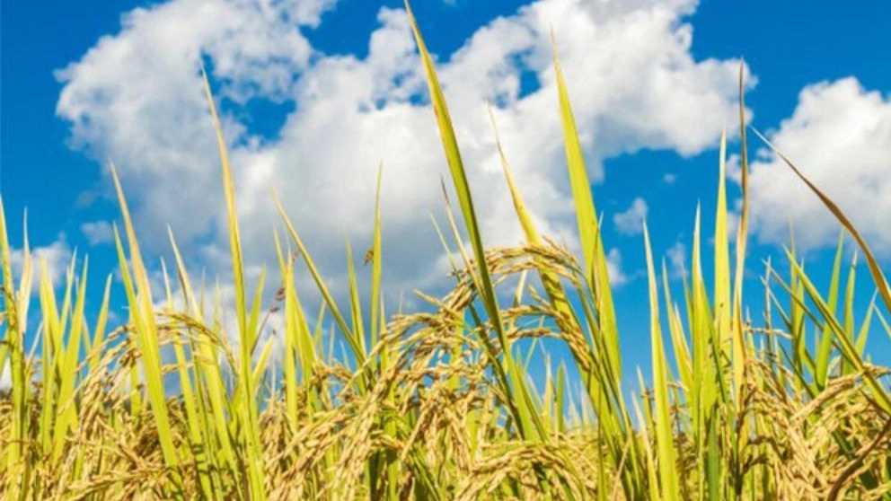 تفاوت برنج شمال با برنج جنوب در چیست؟