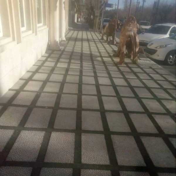 محوطه سازی محمدی