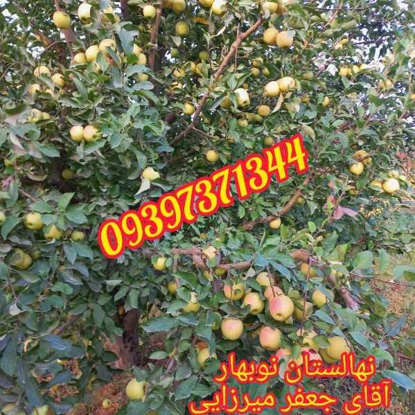 نهالستان نوبهار جعفرمیرزایی