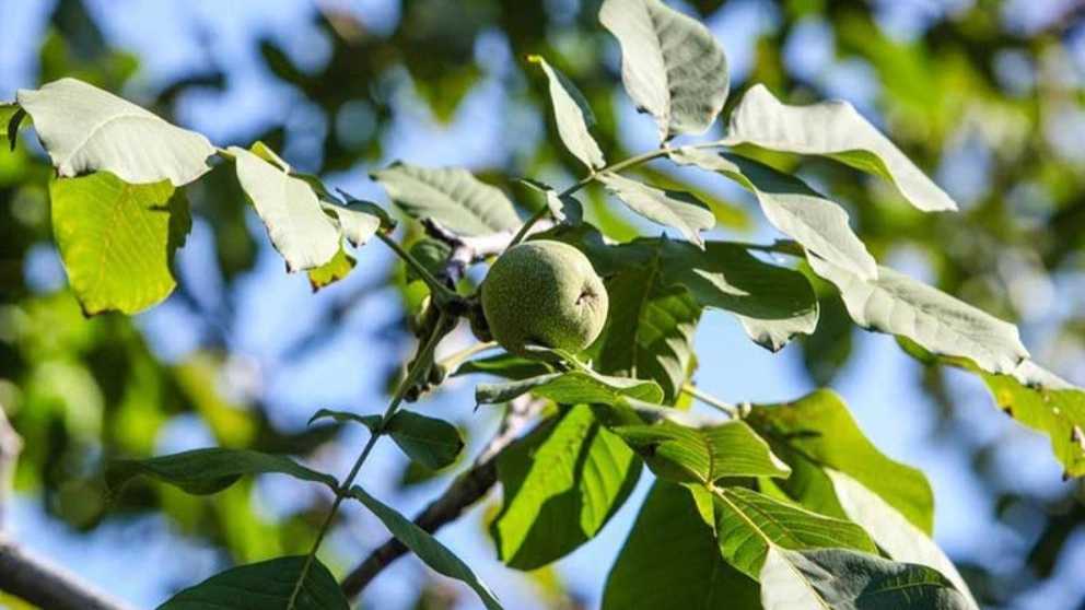 تفاوت نهال گردو بذری از نهال گردو پیوندی چیست؟