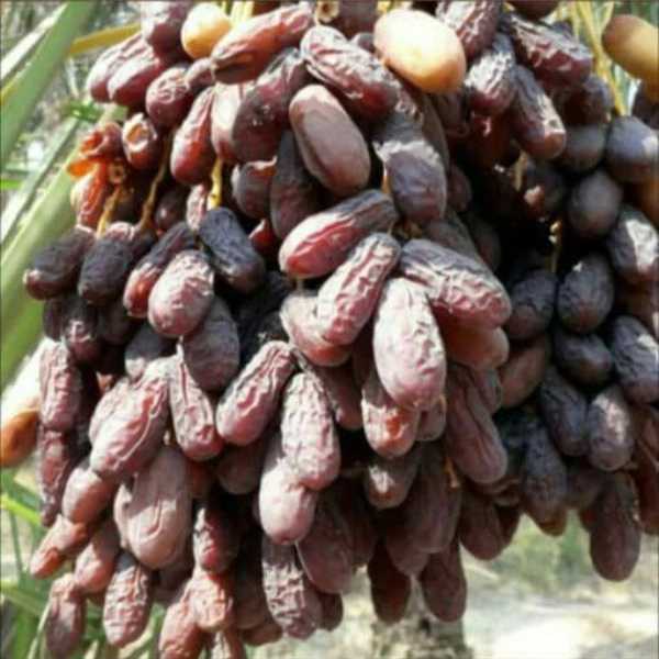 نخلستان خرمای پیارم آروین