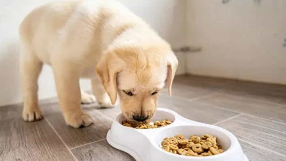 Farklı cinsler için köpek maması