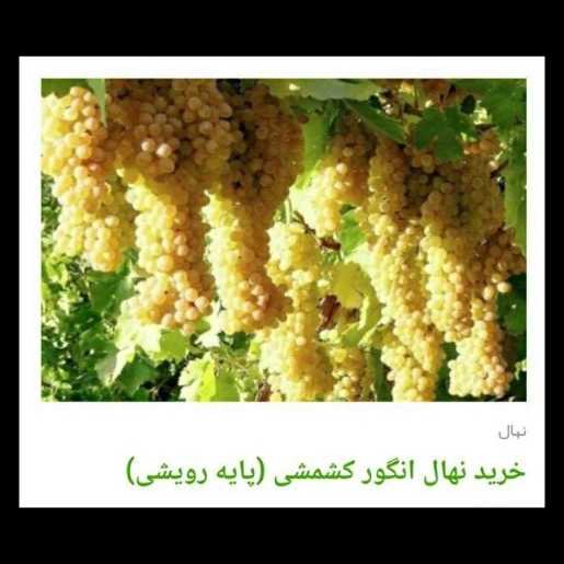 انواع ارقام نهال انگور