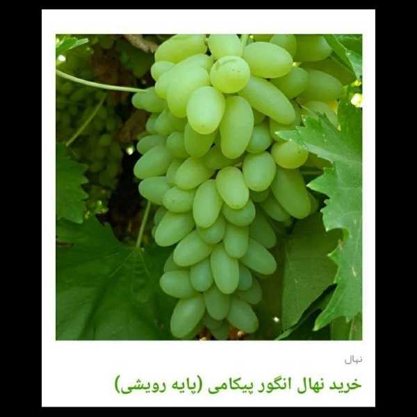انواع ارقام نهال انگور