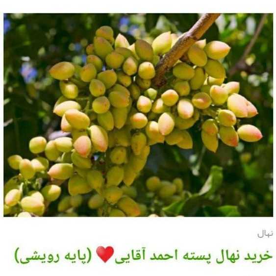 انواع ارقام نهال پسته