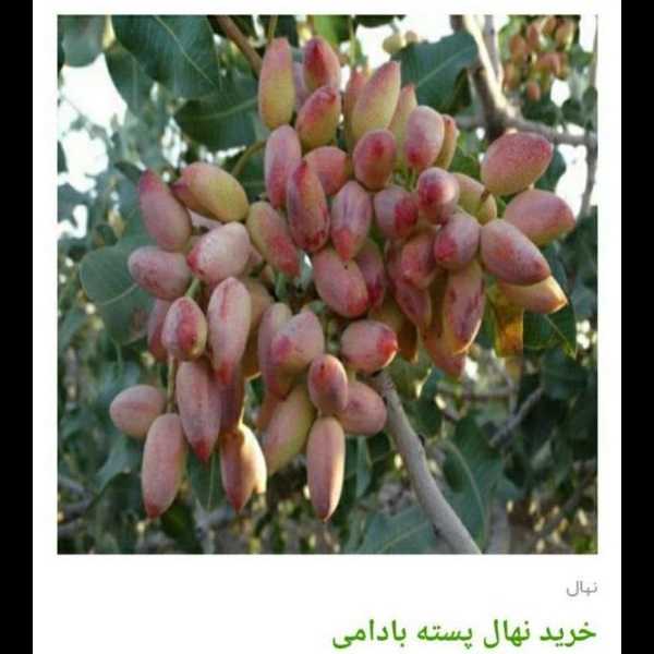 انواع ارقام نهال پسته