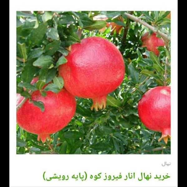 انواع ارقام نهال انار
