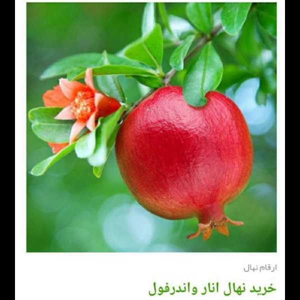 انواع ارقام نهال انار