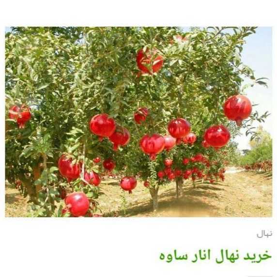 انواع ارقام نهال انار