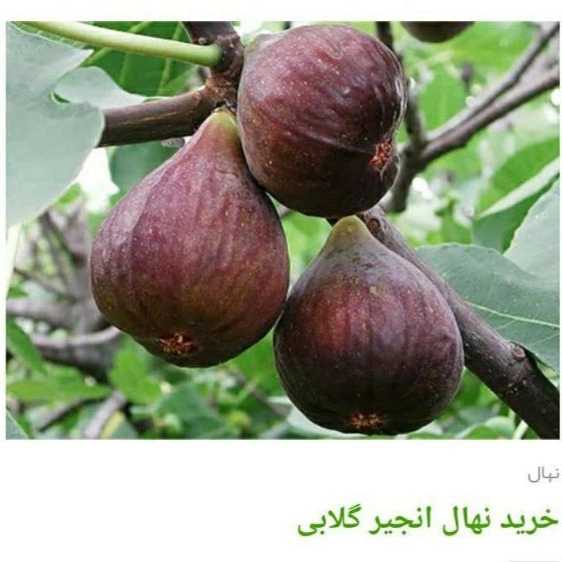 انواع ارقام نهال انجیر