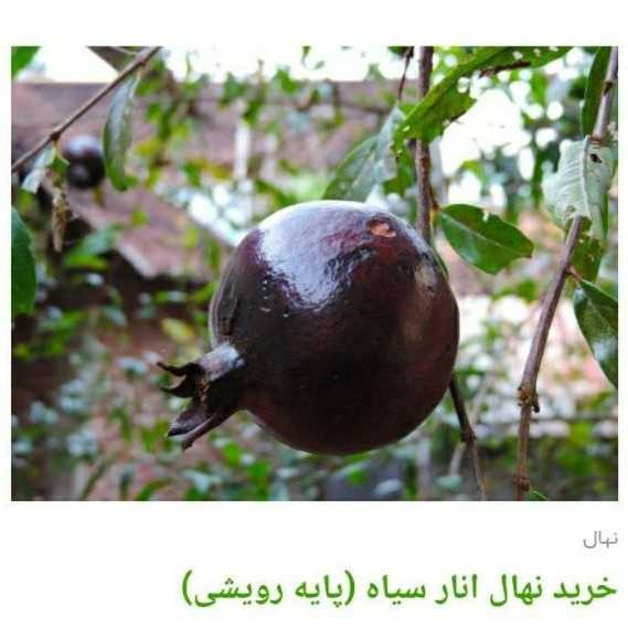 انواع ارقام نهال انجیر