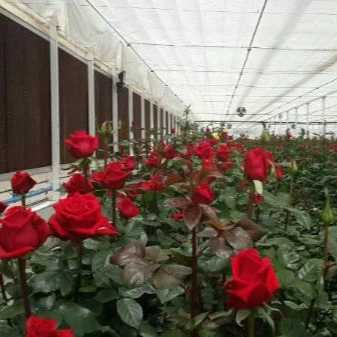 پیوندگل رز هلندی وشاخه بریده