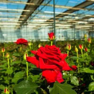 پیوندگل رز هلندی وشاخه بریده