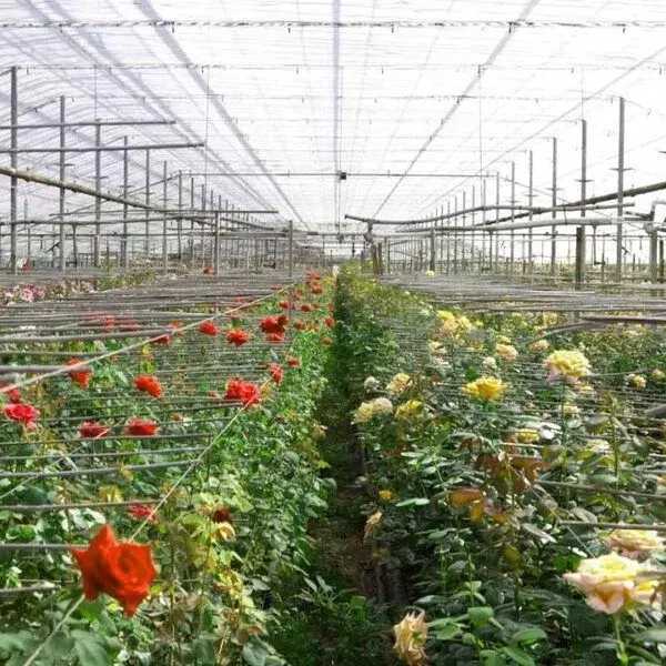 پیوندگل رز هلندی وشاخه بریده