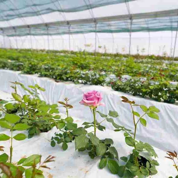 پیوندگل رز هلندی وشاخه بریده