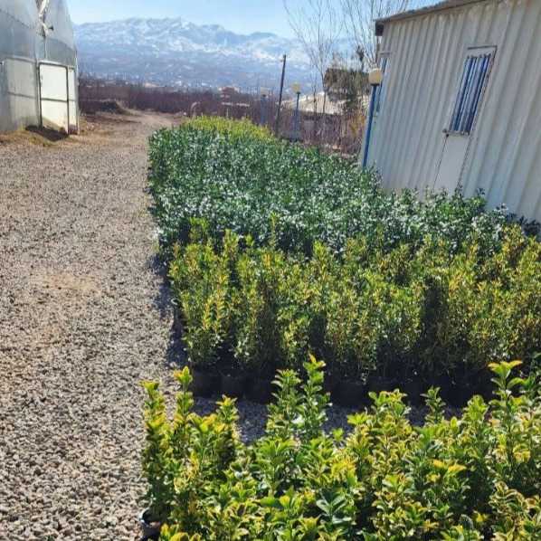 نهالستان یاسین