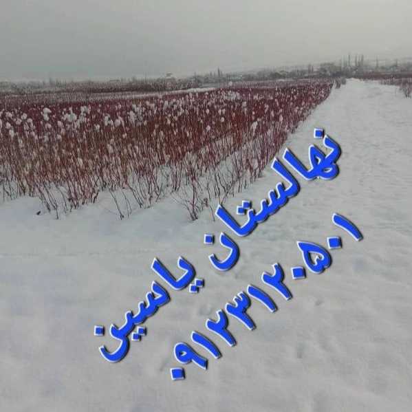نهالستان یاسین