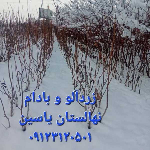 نهالستان یاسین
