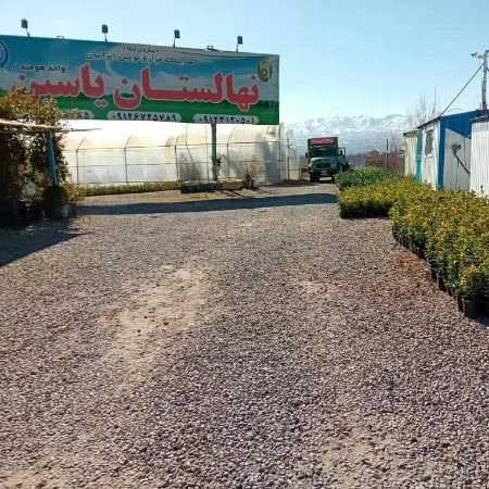 نهالستان یاسین