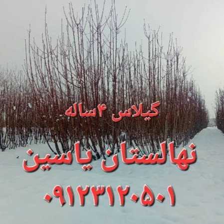 نهالستان یاسین