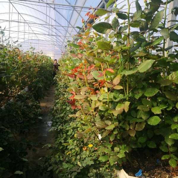 پیوندگل رز هلندی وشاخه بریده