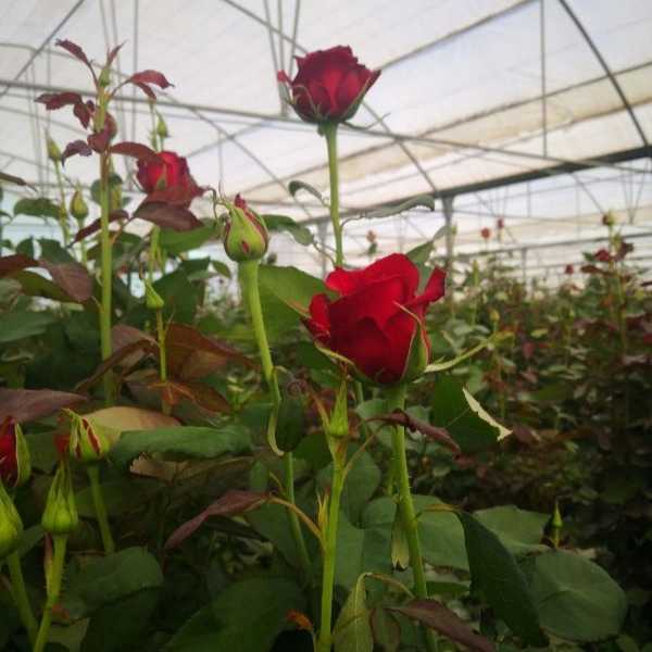 پیوندگل رز هلندی وشاخه بریده