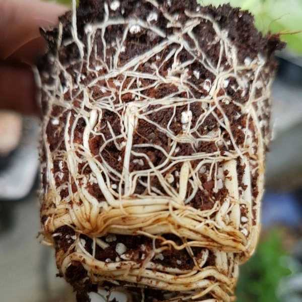 پیوندگل رز هلندی وشاخه بریده