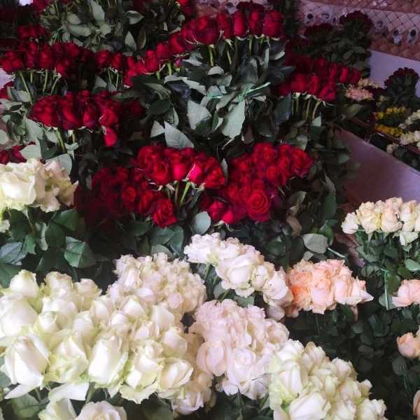 پیوندگل رز هلندی وشاخه بریده