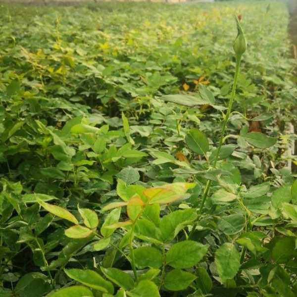 پیوندگل رز هلندی وشاخه بریده