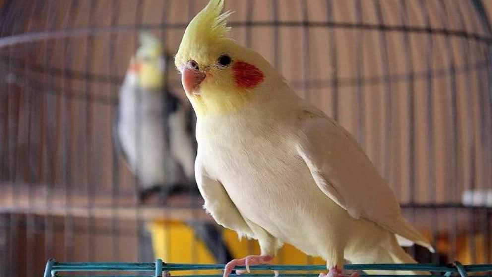 نگهداری طوطی در خانه