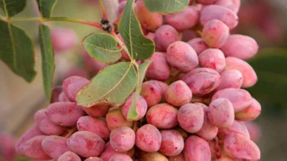 Properties of pistachios