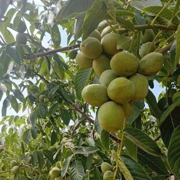 نهالستان یاسین
