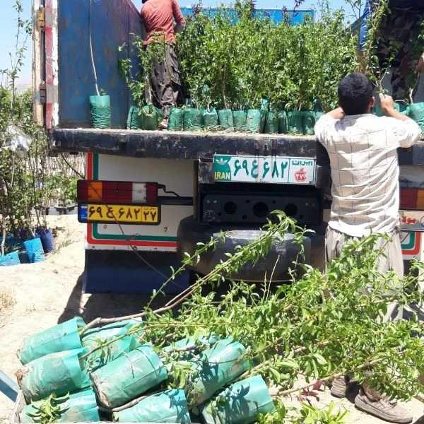 بارگیری محصولات