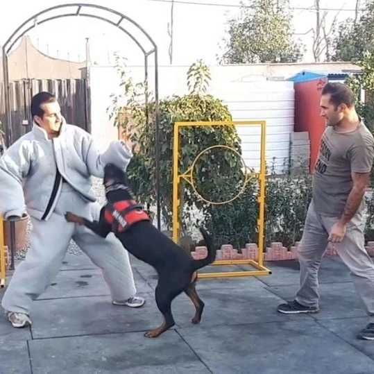 مرکز آموزشی سگ های کار هیرو k9 در کرج
