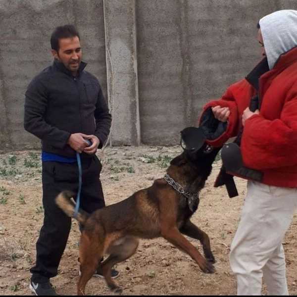 مرکز آموزشی سگ های کار هیرو k9 در کرج