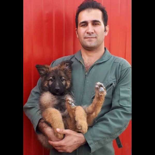مرکز آموزشی سگ های کار هیرو k9 در کرج