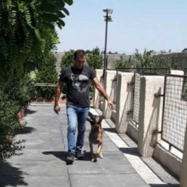 مرکز آموزشی سگ های کار هیرو k9 در کرج
