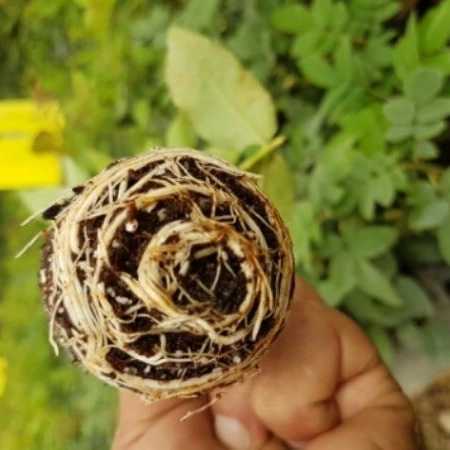 قلمه گل رز هلندی پروین