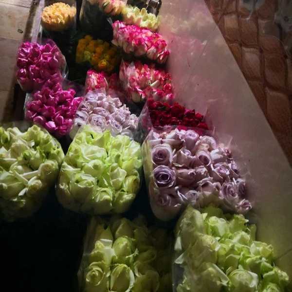 قلمه گل رز هلندی پروین