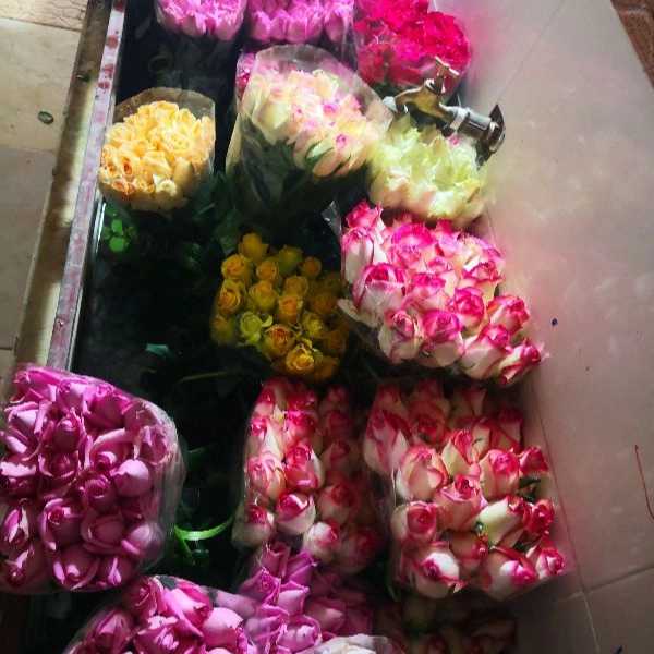 قلمه گل رز هلندی پروین