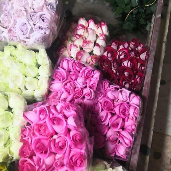 قلمه گل رز هلندی پروین